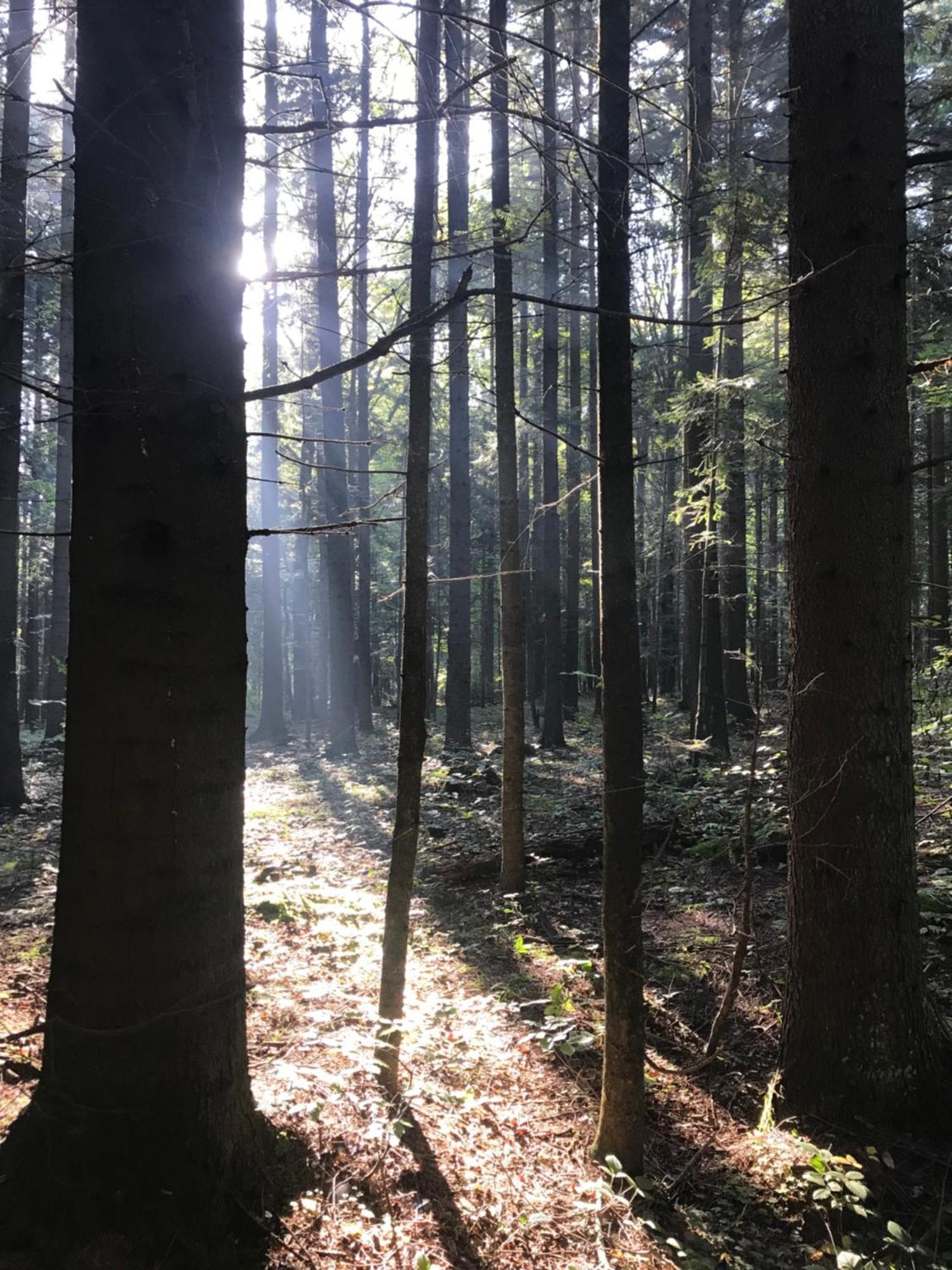 Zakatek Hotel Wysowa-Zdrój Buitenkant foto